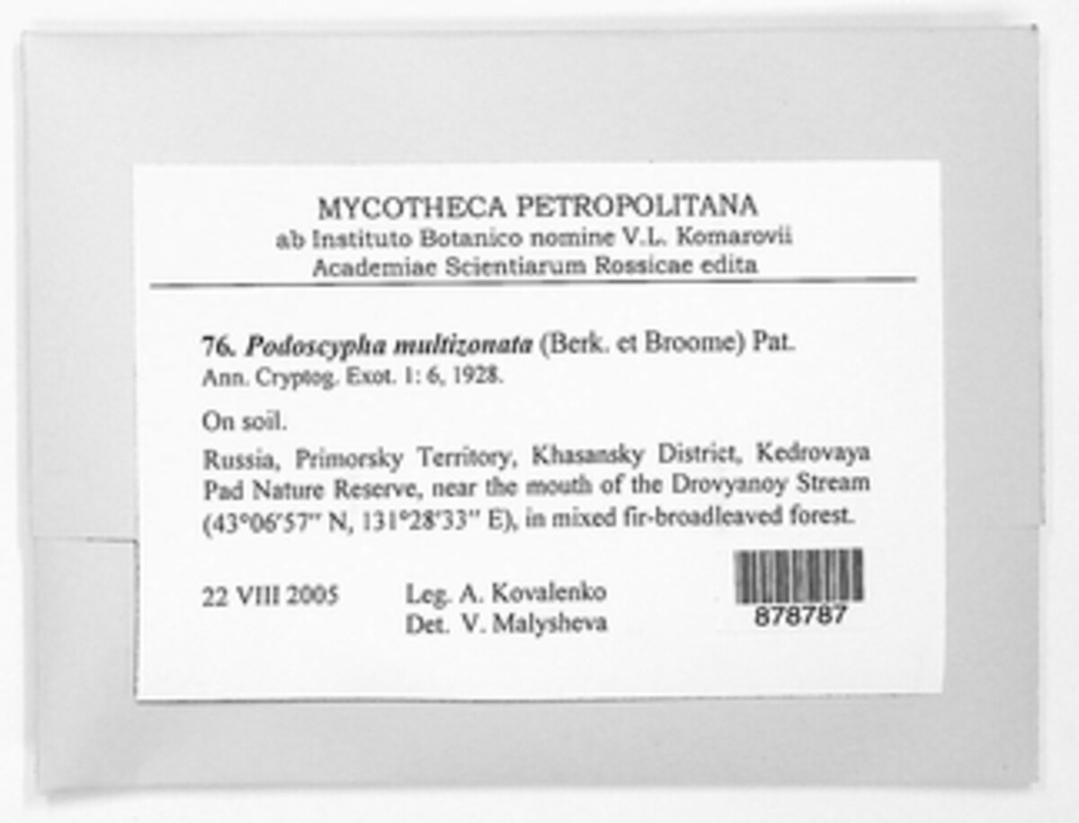 Podoscyphaceae image